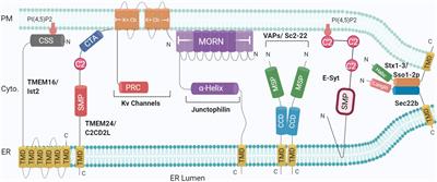 ER-PM Contact Sites – SNARING Actors in Emerging Functions